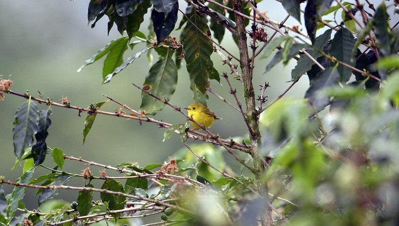 Chứng nhận cà phê Bird Friendly Coffee