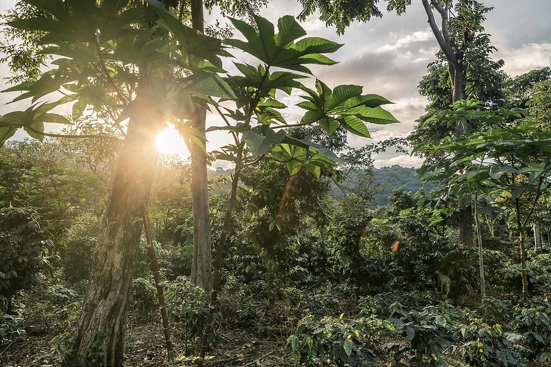 chứng nhận cà phê Shade-Grown Coffee