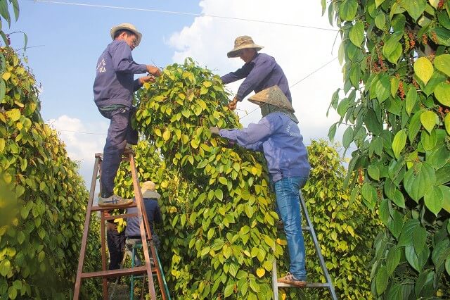 Giá hồ tiêu liên tục tăng cao, nông dân Đắk Nông vẫn chưa vội bán