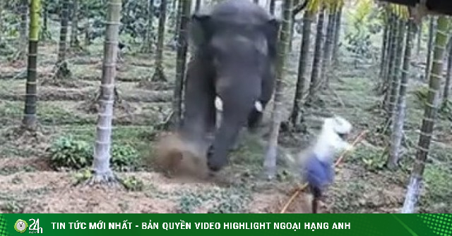 Video: Hai nông dân thoát khỏi cuộc tấn công của voi trong gang tấc