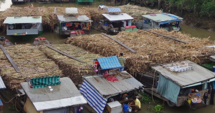 Nông dân phấn khởi vì giá mía tăng cao