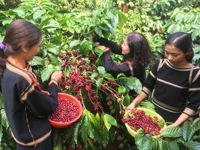 Giá cà phê cao kỷ lục, nông dân thắng lớn