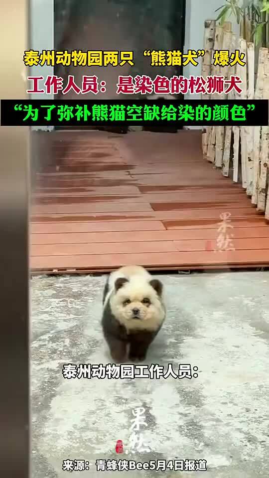 Sở thú hóa trang chó như gấu trúc