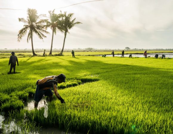 Thanh niên Philippines quay lưng với nghề nông